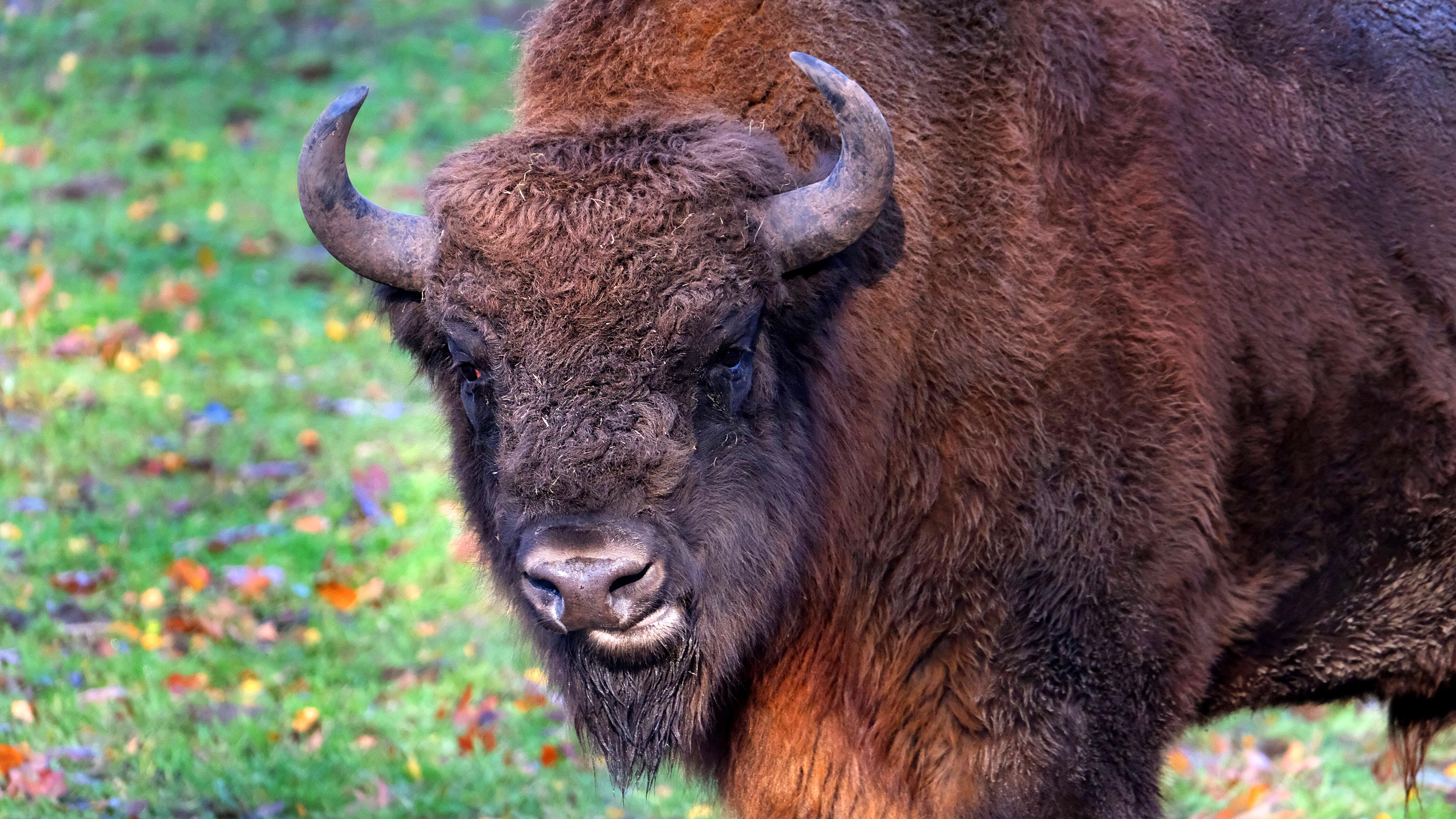 Wisent