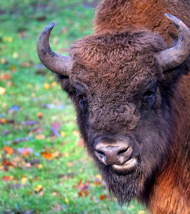 Wisent