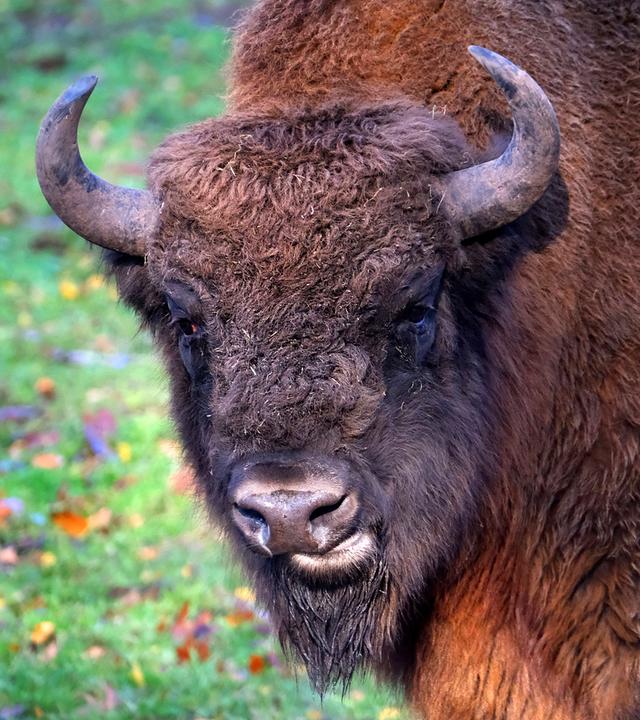 Wisent blickt in die Kamera