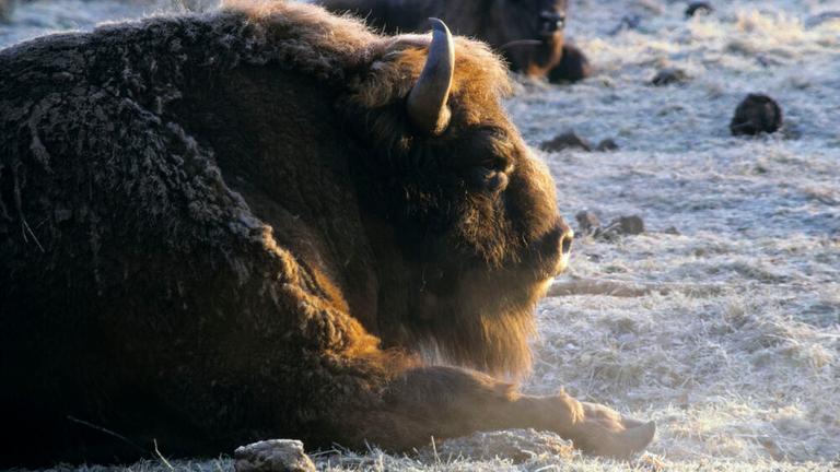Ein Wisent im Belowescher Wald, der auf beiden Seiten der Grenze, zwischen Polen und Belarus, liegt. Er liegt schlafend auf gefrorene Gras und man sieht nur den Kopf. 