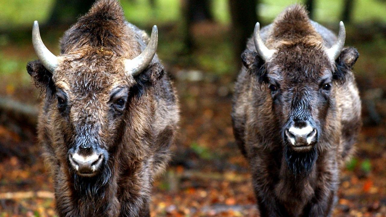 Zwei Wisent-Kälber