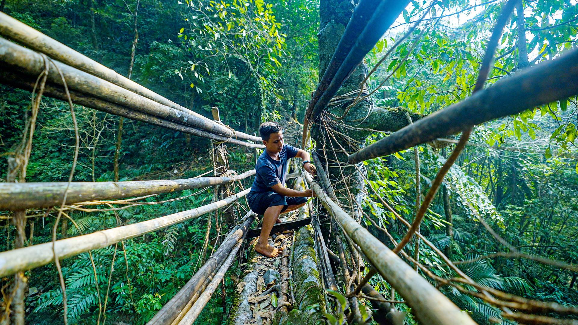 Mitglied der Khasi-People in Meghalaya, Indien, beim Bau von Wurzelbrücke