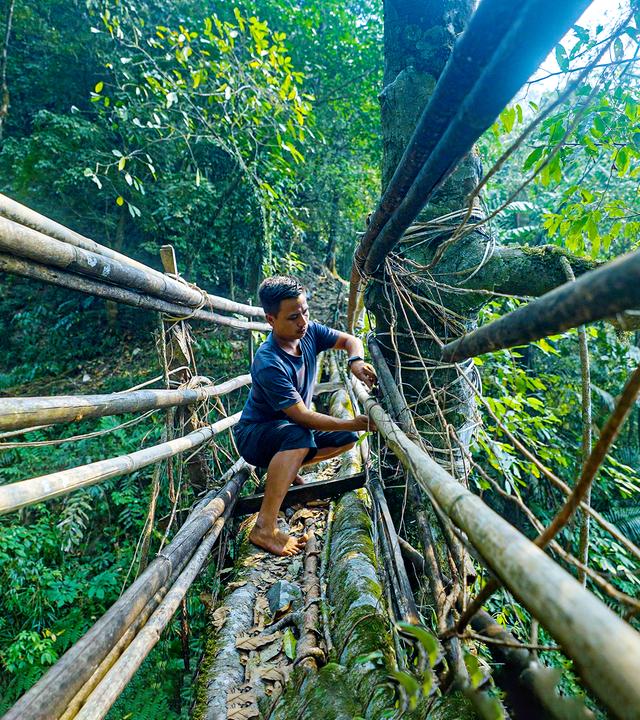 Mitglied der Khasi-People in Meghalaya, Indien, beim Bau von Wurzelbrücke