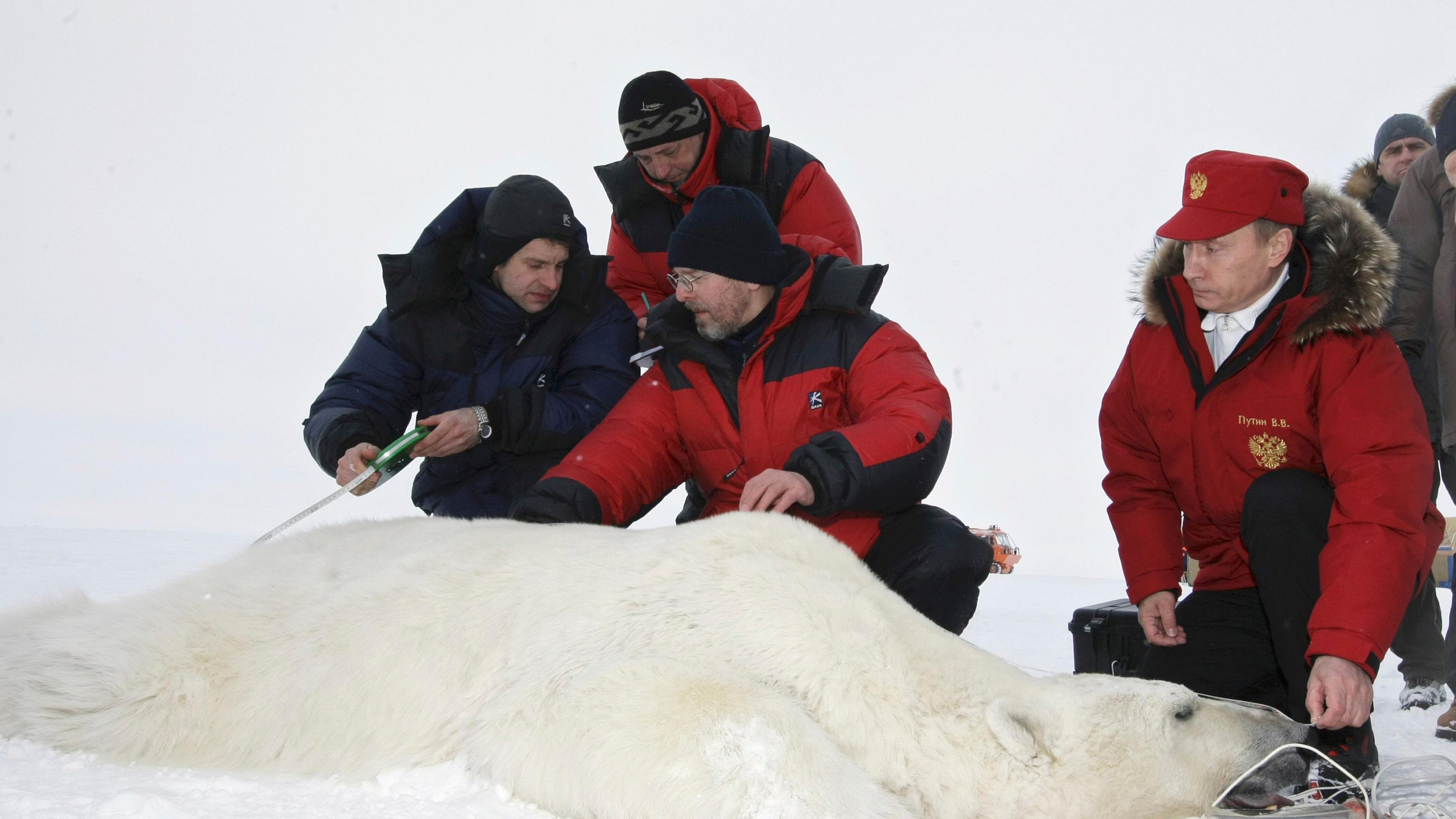 Der russsische Präsident Wladimir Putin kniet mit drei weitern Männern neben einem betäubten Eisbär.