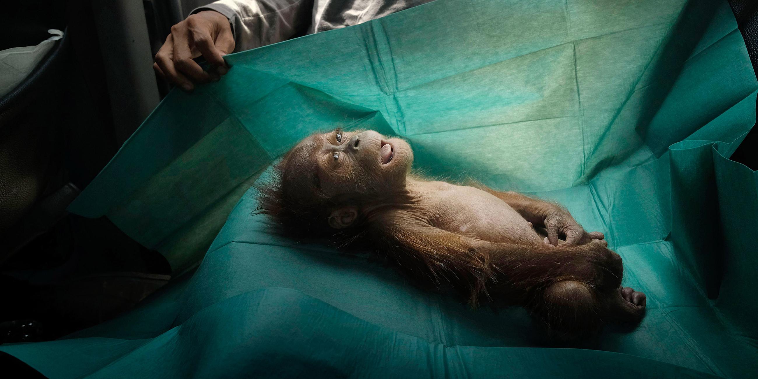 Indonesien, Subulussalam: Der Körper eines einmonatigen Orang-Utans liegt auf dem Operationstuch eines Rettungsteams auf Sumatra.