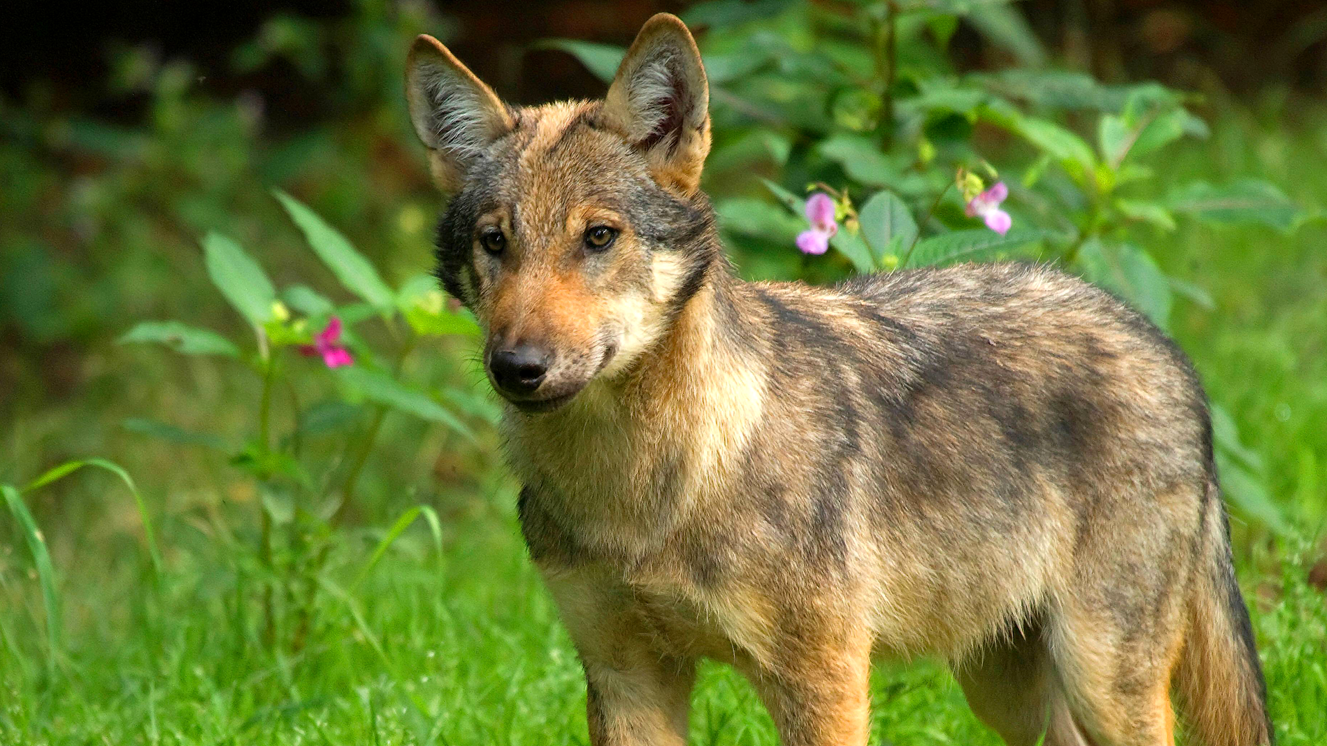 Ein Wolf steht auf einer Wiese im Wald