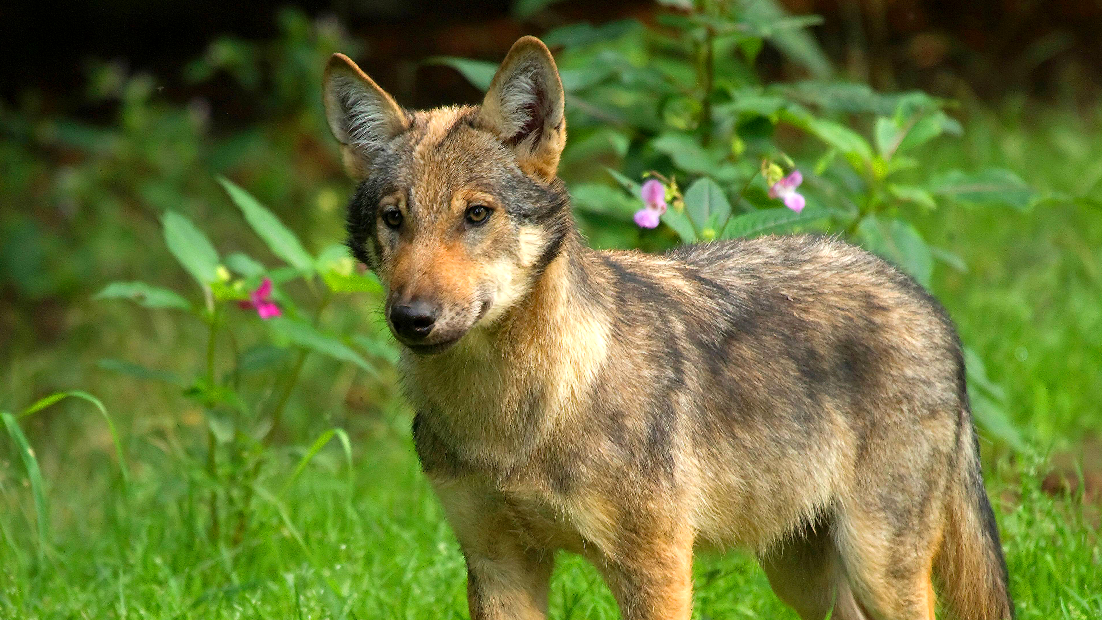 Ein Wolf steht auf einer Wiese im Wald