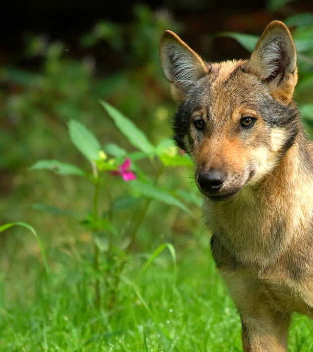 Ein Wolf steht auf einer Wiese im Wald