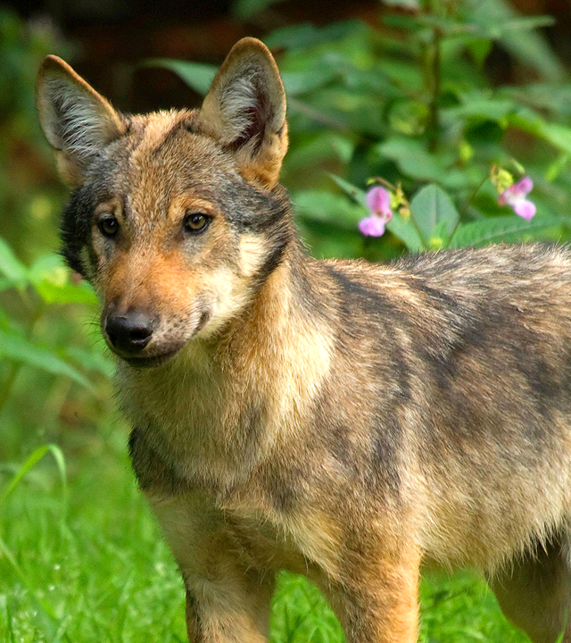 Ein Wolf steht auf einer Wiese im Wald