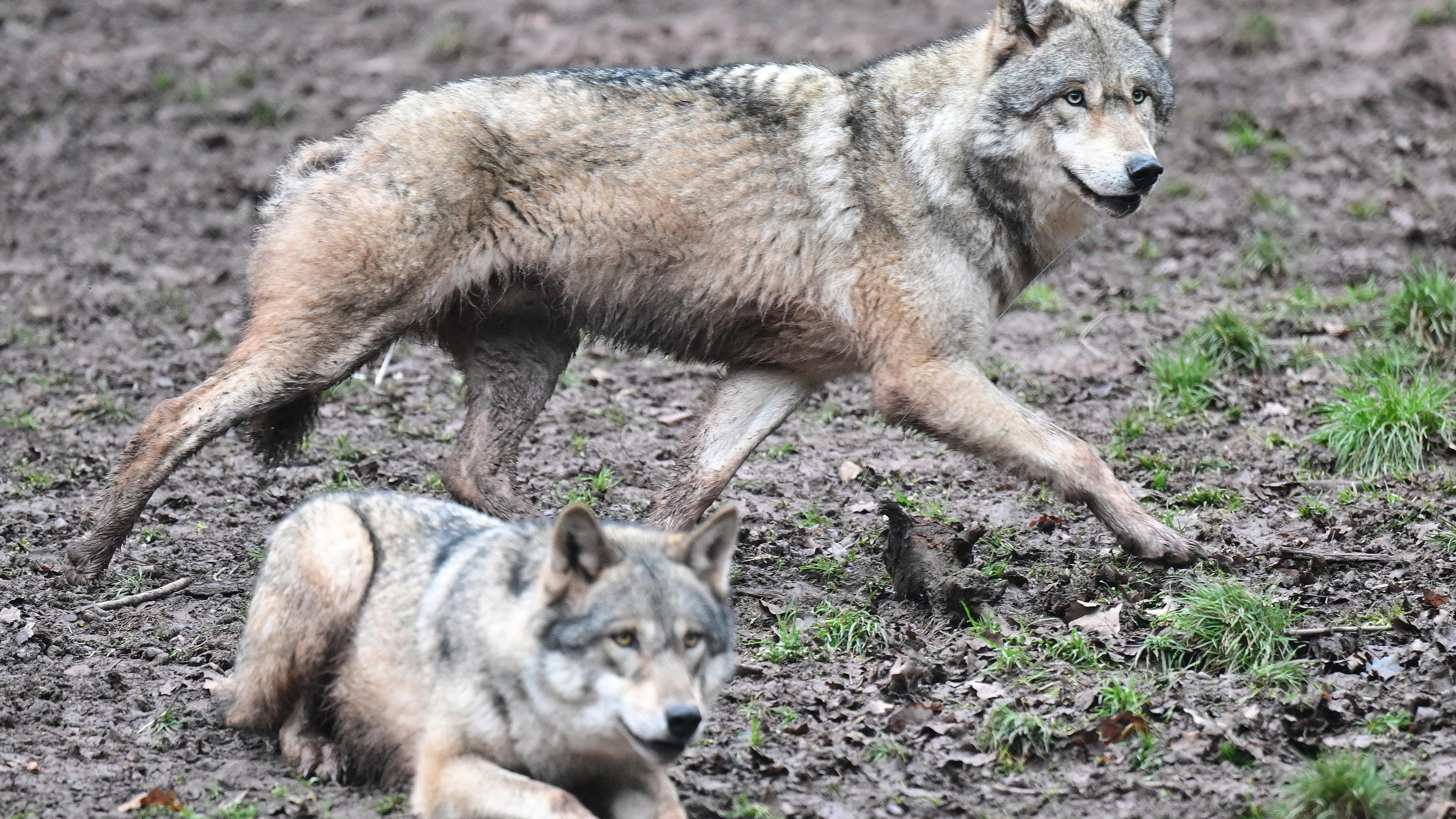 Ein Wolf läuft auf Futter wartend durch ein Gehege im Tierpark Wildparadies Tripsdrill