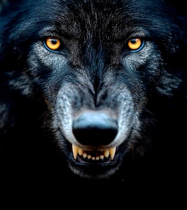 Ein nahes frontales schwarzes Wolfsgesicht mit gelben Augen