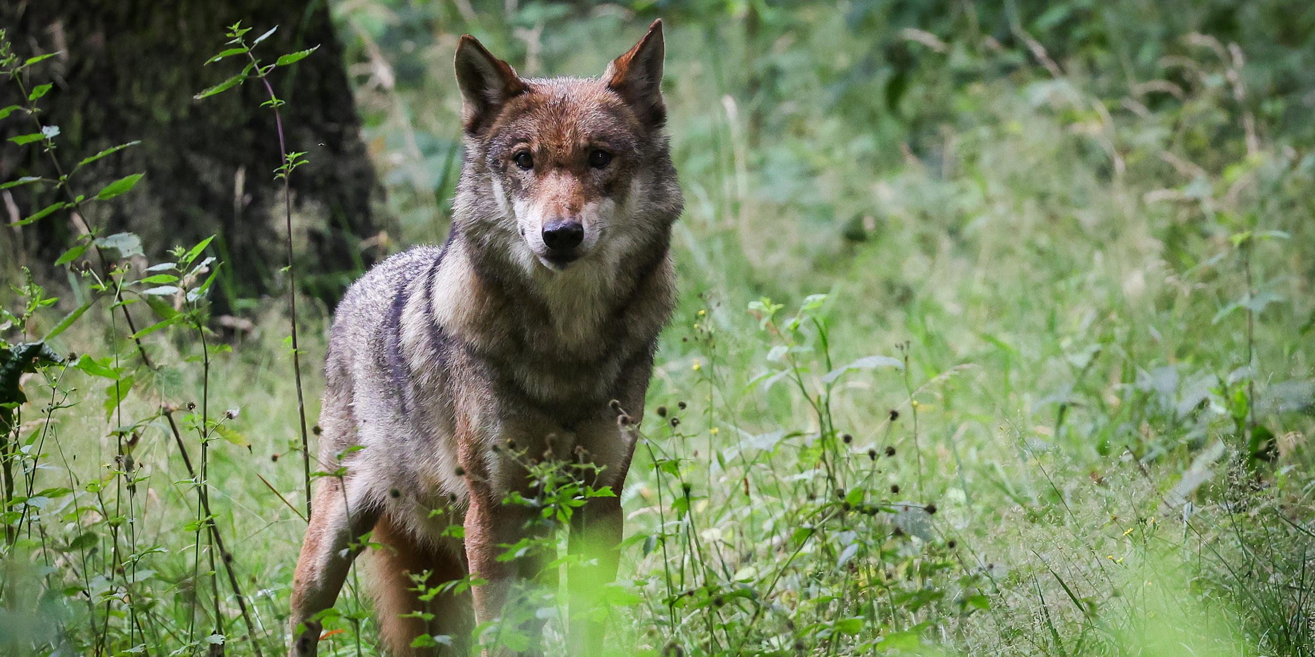 Wolf in Brandenburg, aufgenommen am 12.07.2023