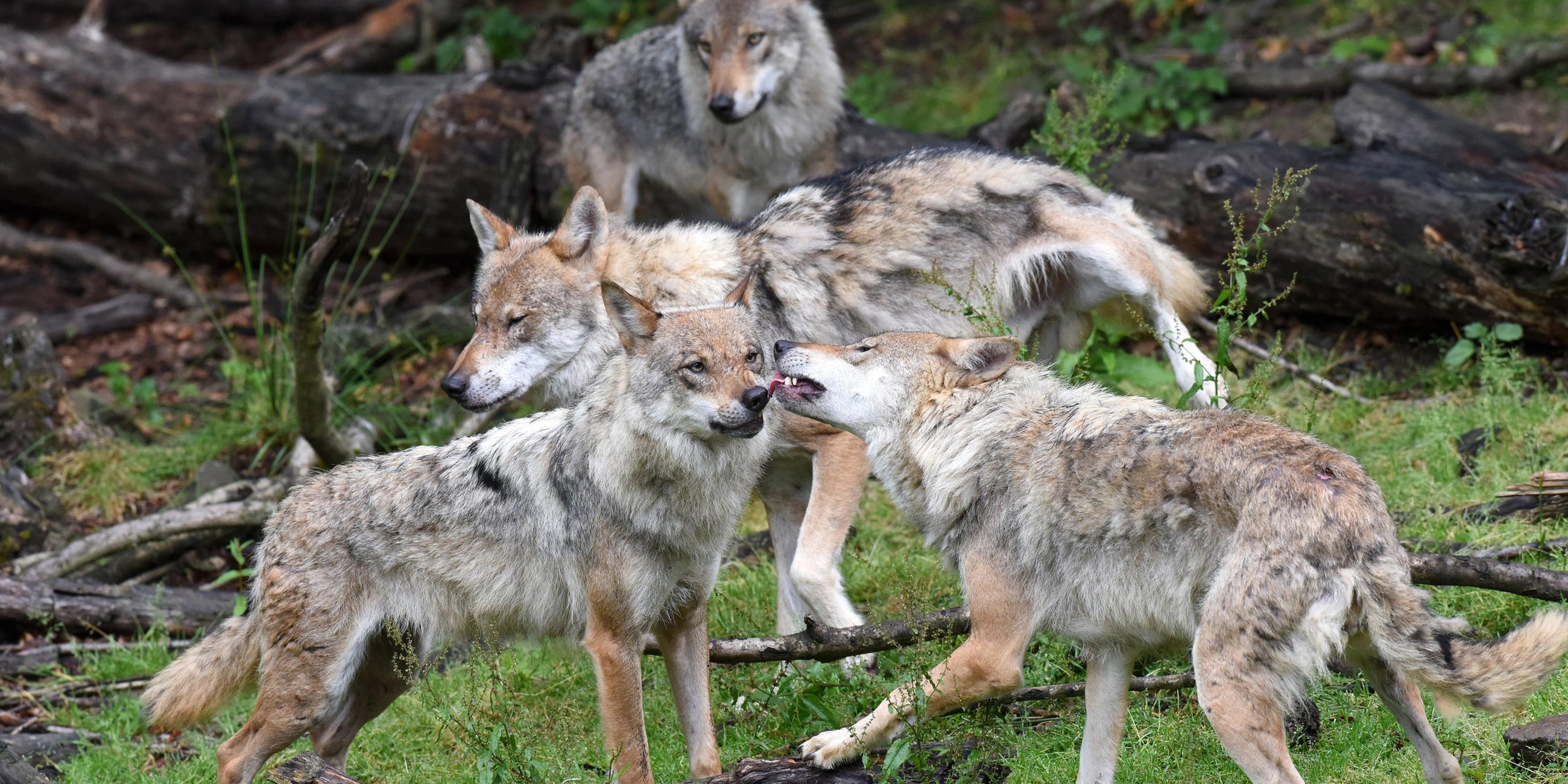 Archiv: Ein Wolfsrudel tollt am 22.06.2015 im Wildpark Knüll bei Homberg/Efze (Hessen) herum. 