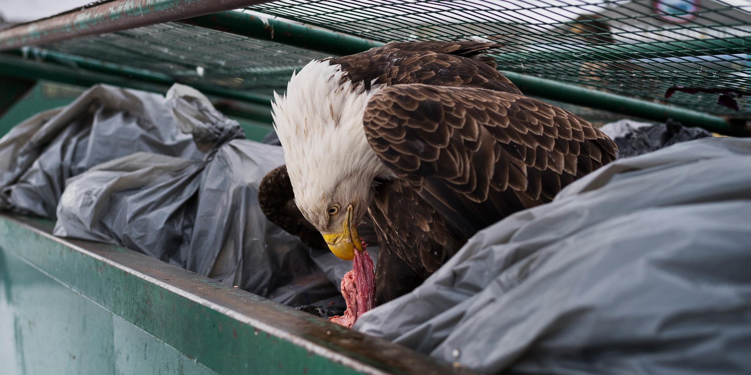 Corey Arnold: Dumpster Diver - Adler sucht in einer Mülltonne nach Nahrung