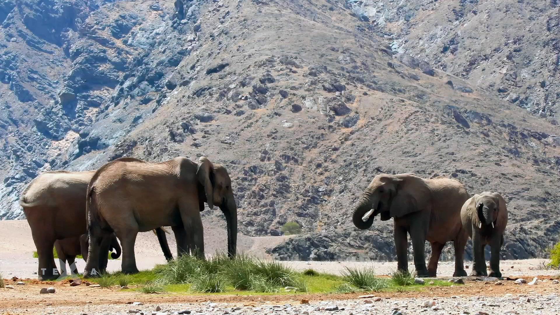 Wüstenelefanten in Namibia