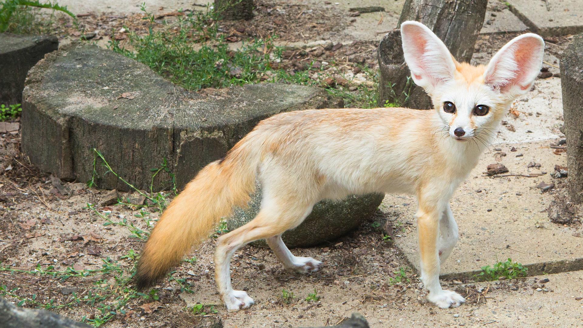 Wüstenfuchs blickt in die Kamera