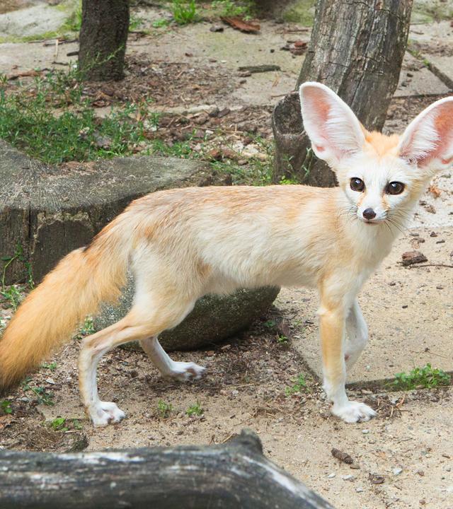 Wüstenfuchs blickt in die Kamera