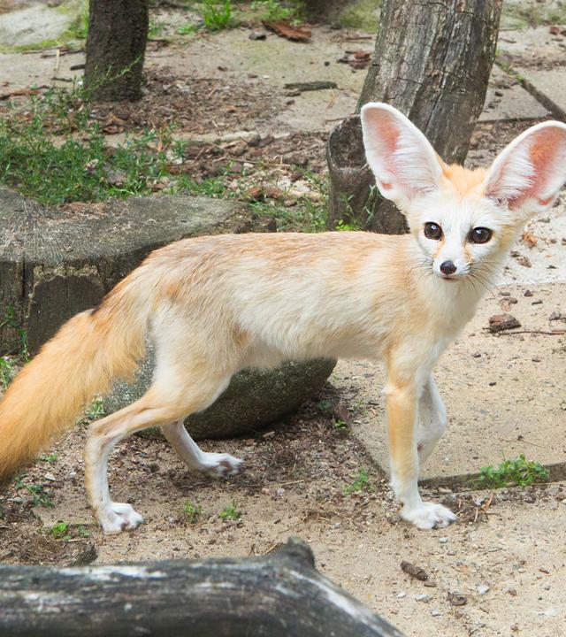 Wüstenfuchs blickt in die Kamera