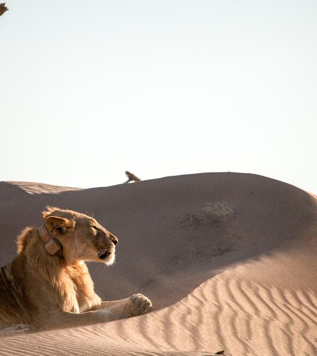 Löwe