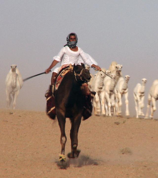 ein mann reitet mit einer tierherde in der wueste