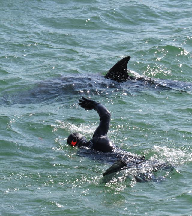Wunder der Wissenschaft: Feuer-Wasserfall und leuchtende Haie: Delfindame Dusty besucht die Schwimmer in County Clare.