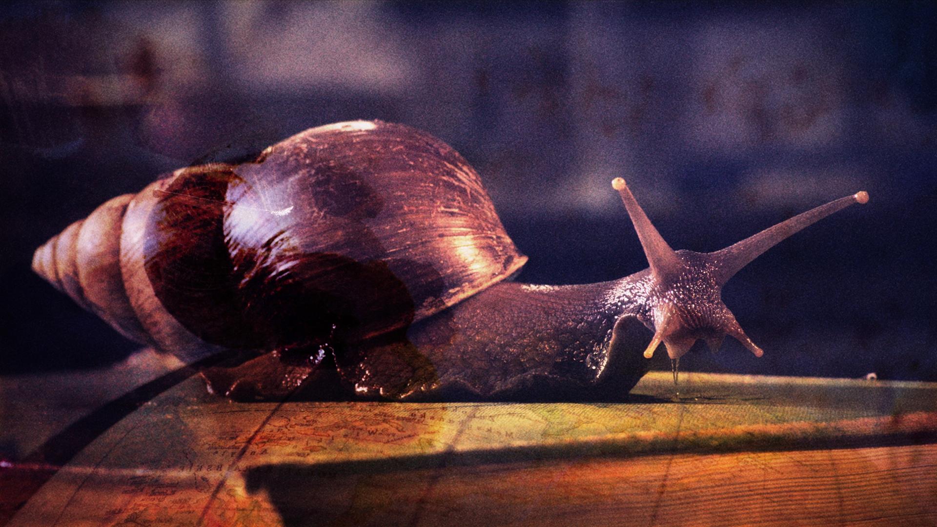 Zu sehen ist eine Afrikanische Riesenschnecke.