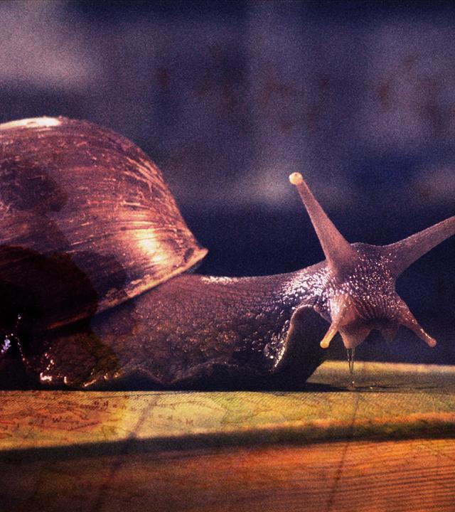 Zu sehen ist eine Afrikanische Riesenschnecke.