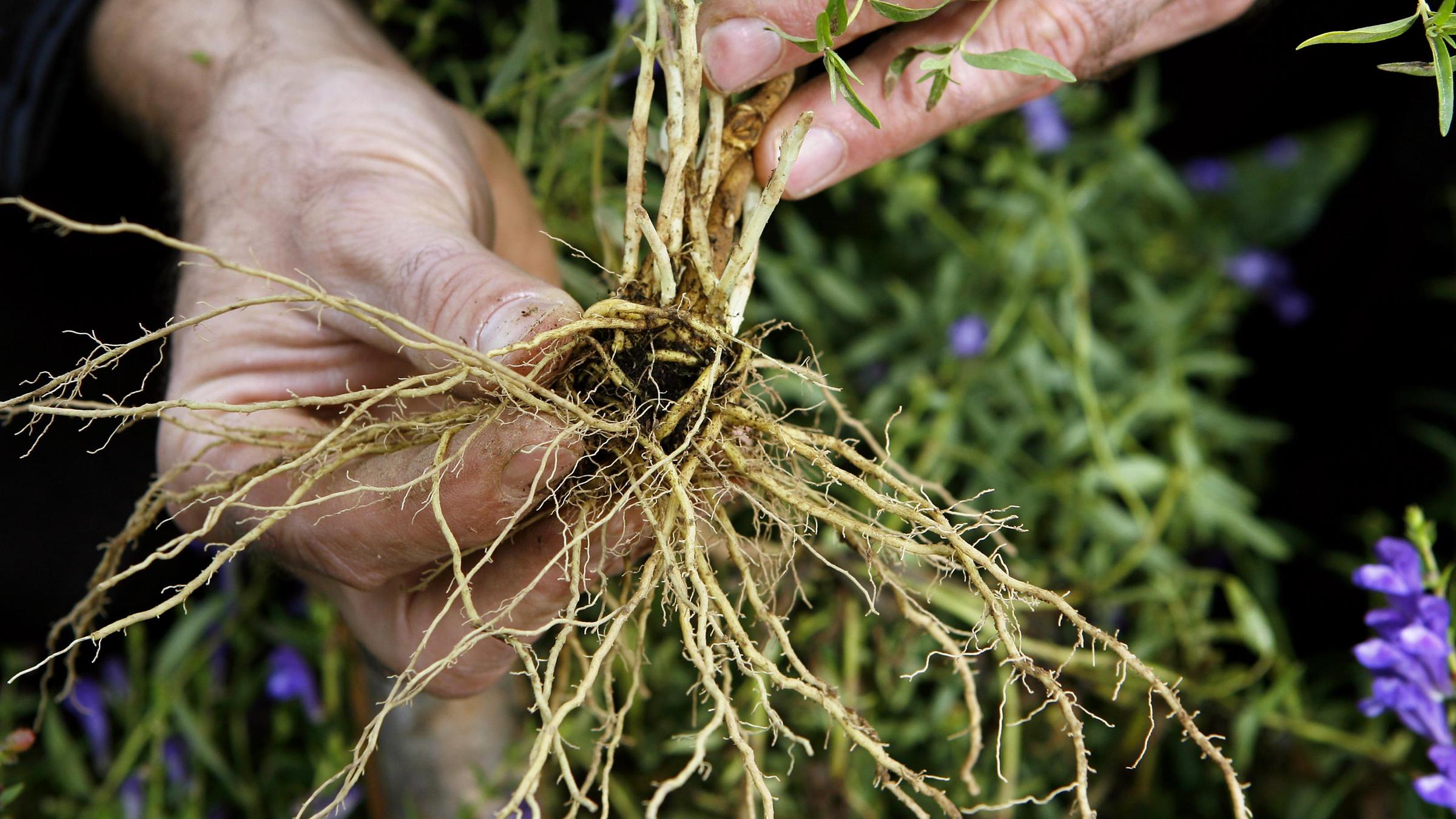 Wurzel des Helmkrauts