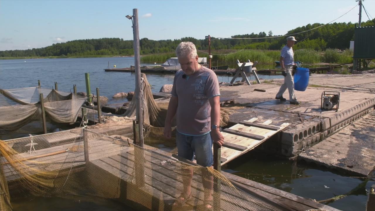 Fischerei an der Ostsee ZDFheute