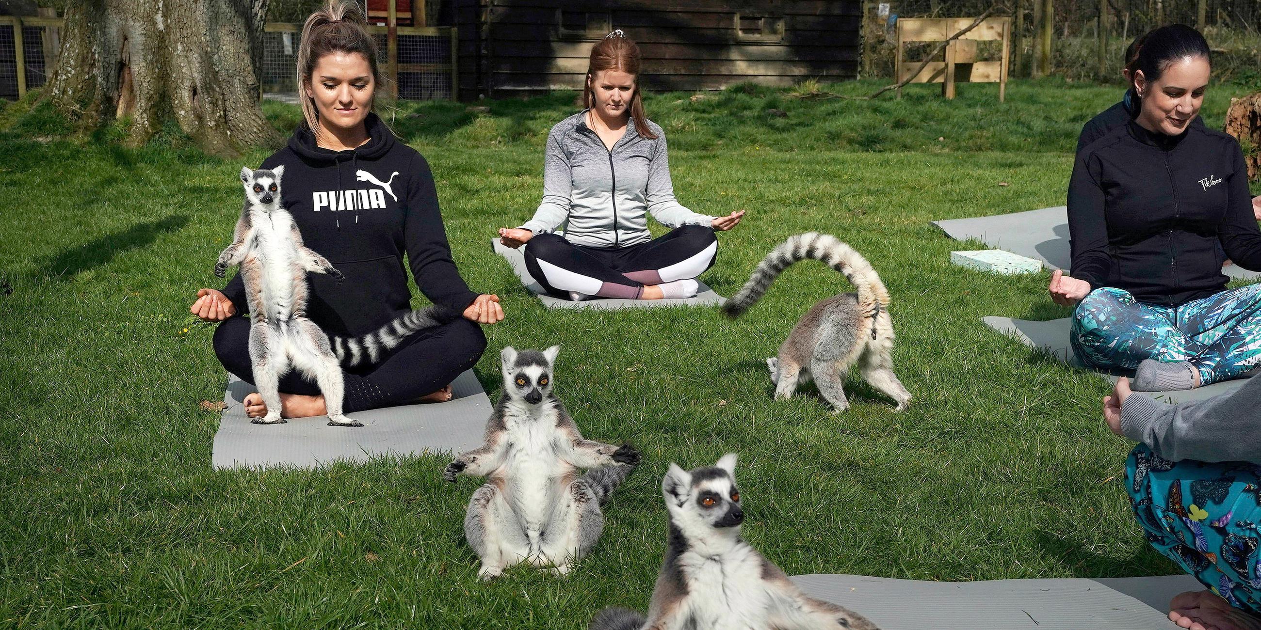 Yogaschüler in Keswick erleben ihre Übungen mit Lemuren aus einem Wildtierpark