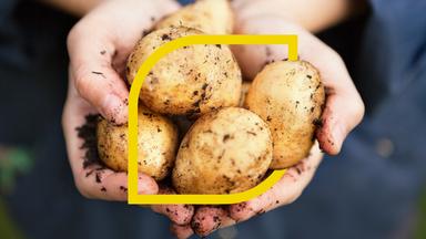 Plan B - Tolle Knolle - Neue Wege Für Die Kartoffel