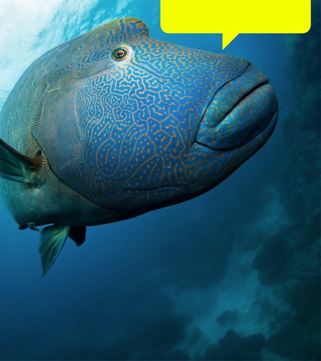 Bild eines Buckelkopf-Lippfisches, der den Betrachter anblickt