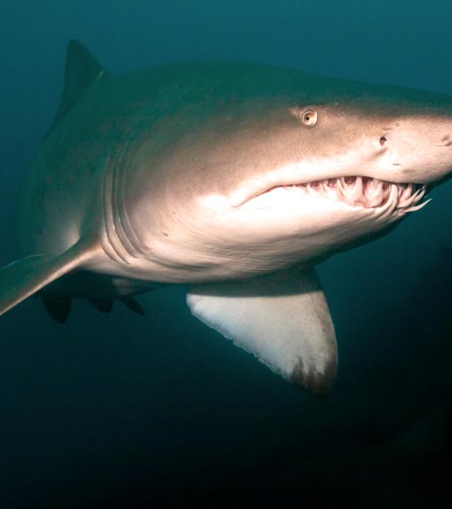 Bild eines Sandtigerhais, der auf den Betrachter zuschwimmt