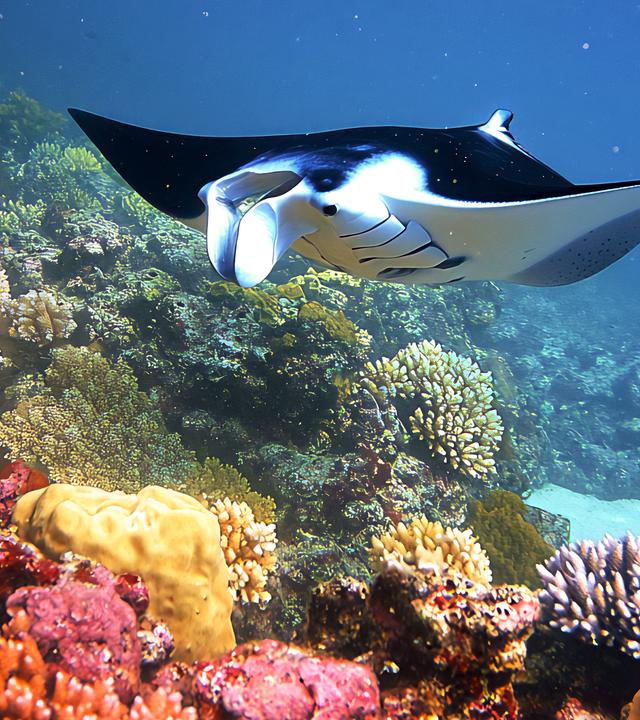 Bild eines Mantarochen, der über ein Korallenriff hinwegschwimmt