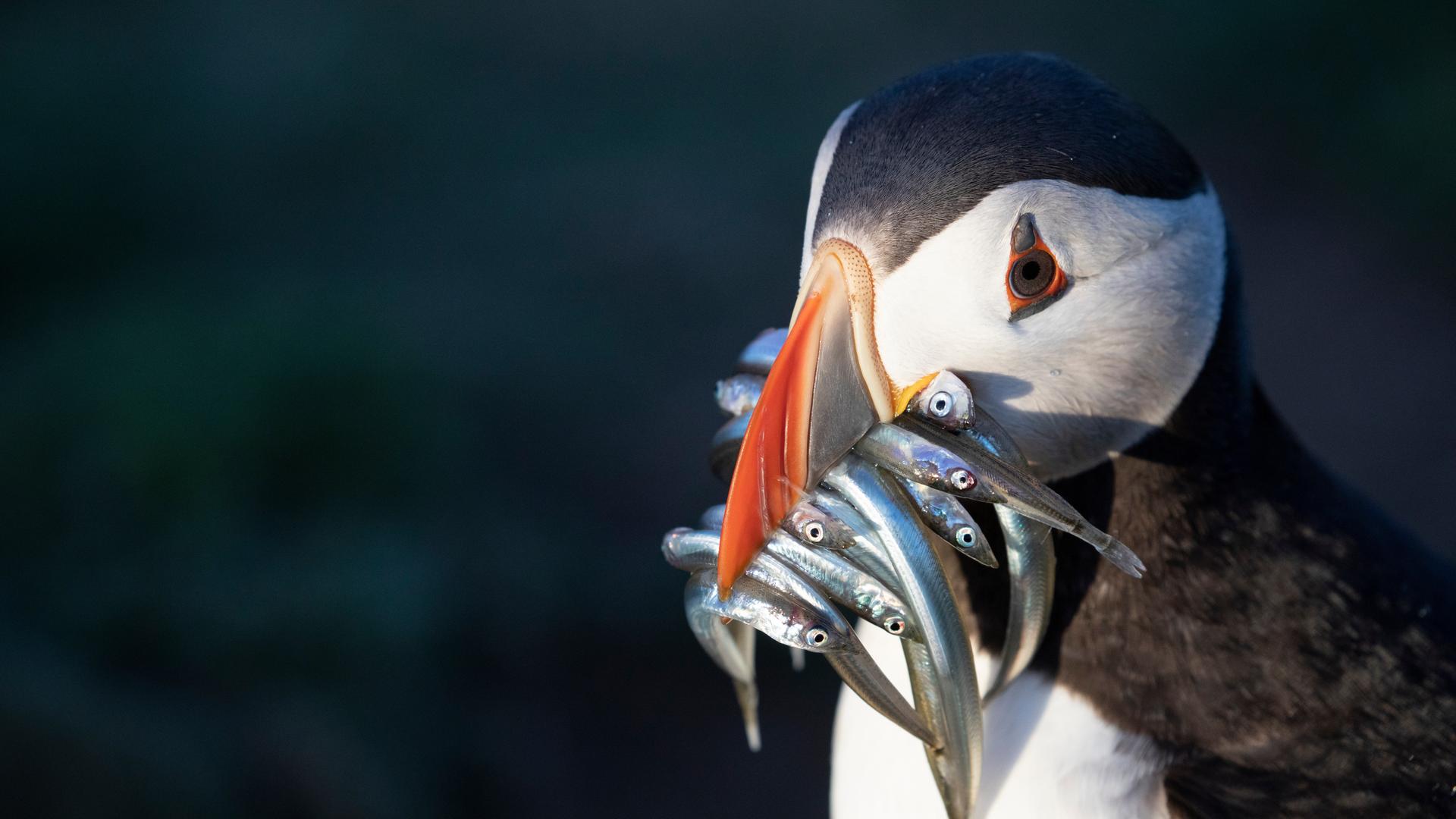 Großbritannien - Im Rhythmus der Natur