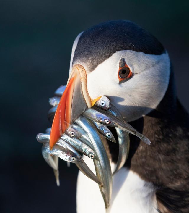 Ein Papageitaucher hat mehrere kleine Fische im Schnabel.