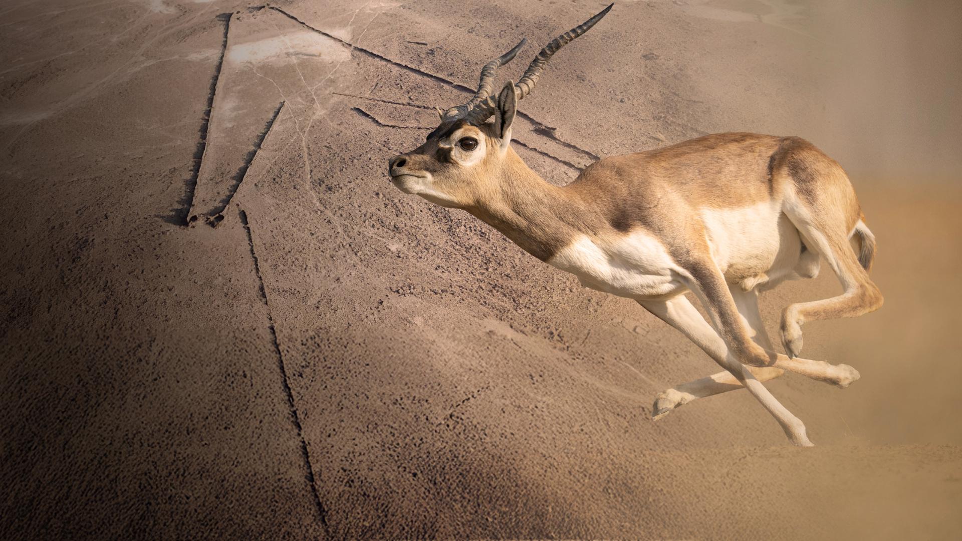 Im Vordergrund sprintet eine Antilope, im Hintergrund liegt die Luftaufnahme eines "Wüstendrachens".