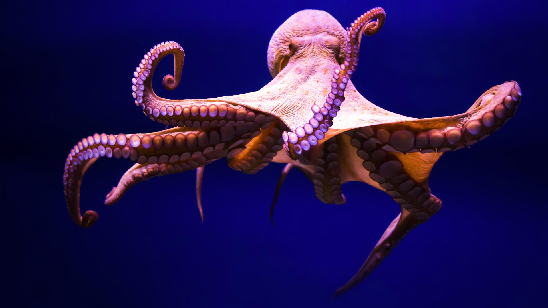 Ein Oktopus unter Wasser, die Tentakel ausgestreckt