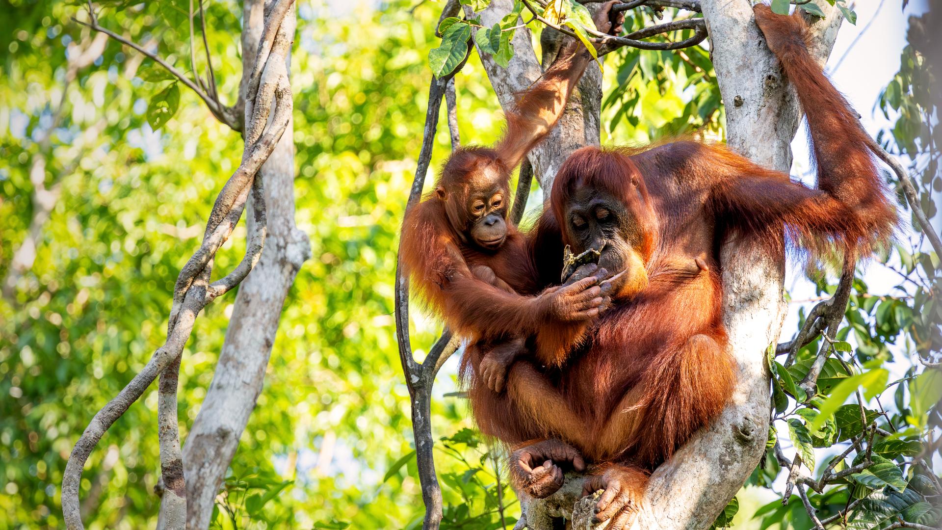 Ein Borneo-Orang-Utan-Weibchen sitzt mit seinem Jungen auf dem Arm auf einem Baum