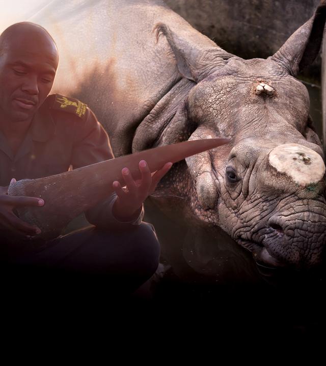Collage; rechts ein Nashorn dessen Horn abgetrennt wurde, links ein Mann in Ranger-Uniform, der ein Nashorn-Horn in der Hand hält.