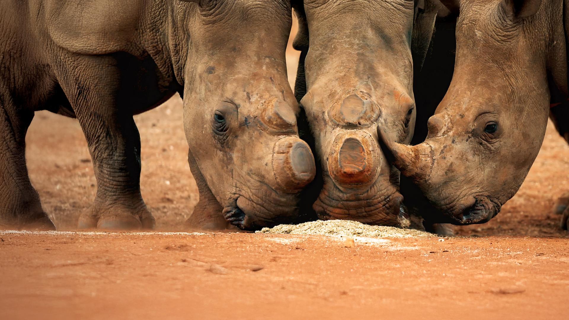 Drei Nashörner beim fressen, zwei von ihnen wurden die Hörner abgetrennt.