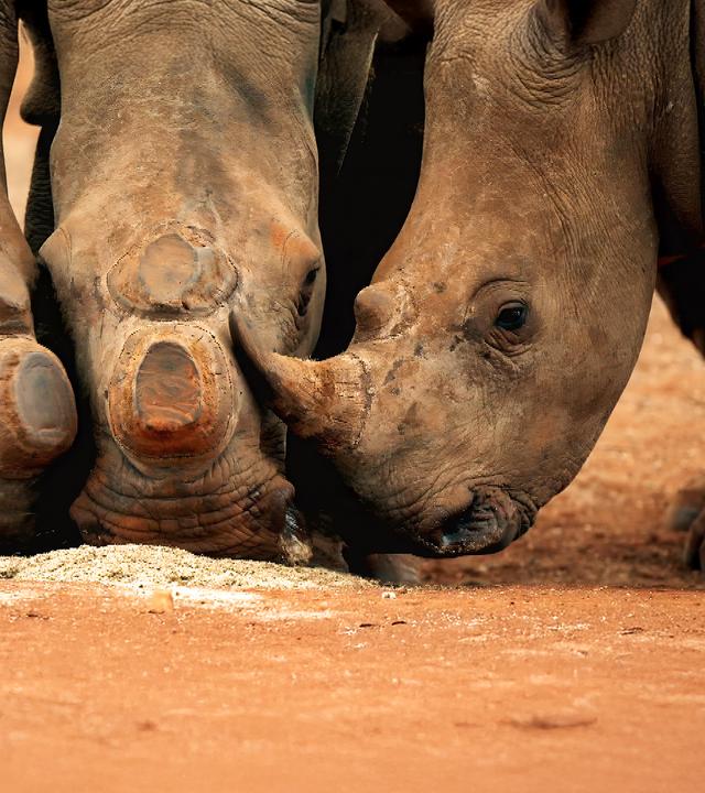 Drei Nashörner beim Fressen, zwei von ihnen wurden die Hörner abgetrennt.