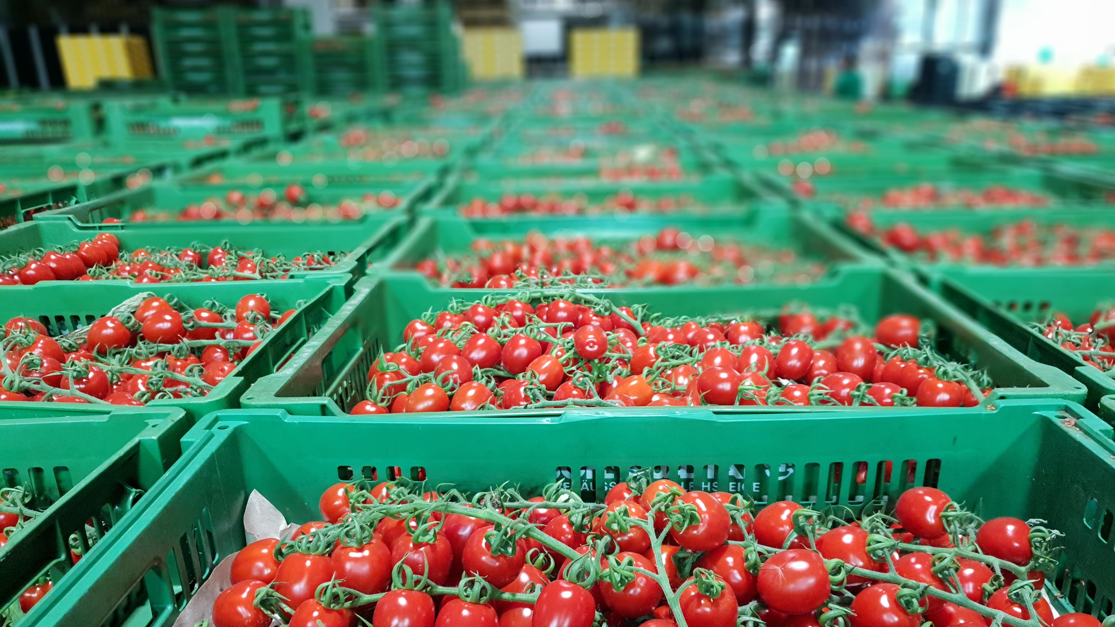Regionalität hat Grenzen: Auch bayerische Tomaten wachsen auf Kokosmatten aus Sri Lanka.