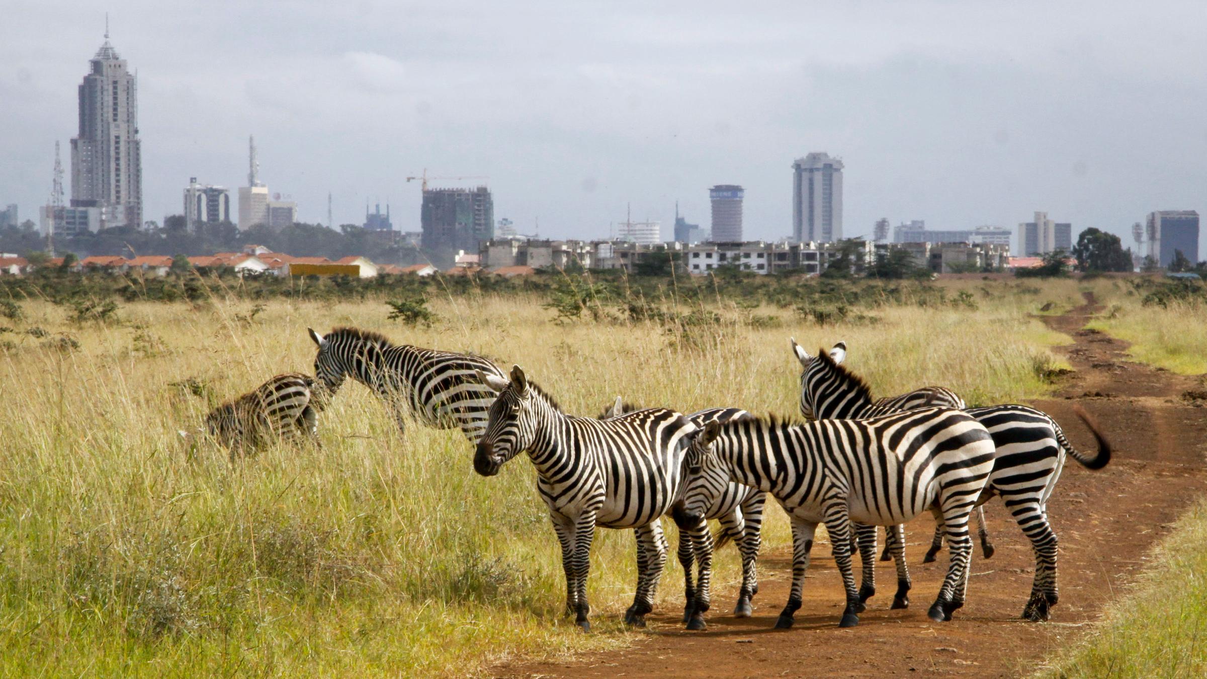 Zebras in Kenia