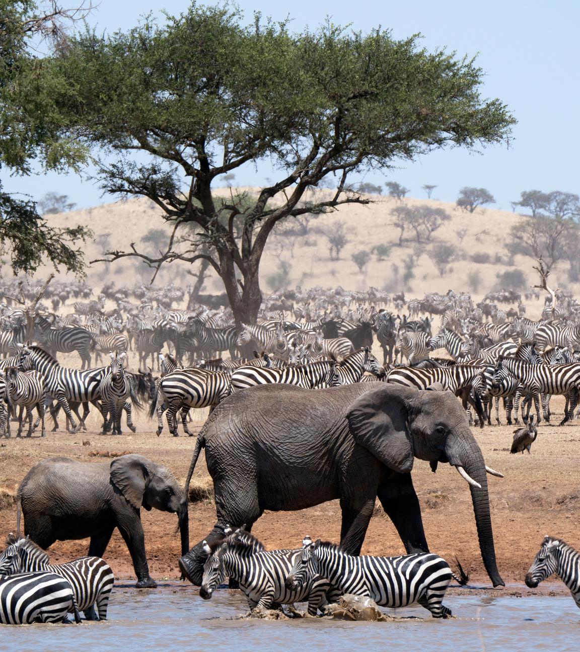 Im Vordergrund laufen Zebras von rechts nach links, dahinter zwei Elefanten, die von links nach rechts kaufen. Im Hintergrund Geri und eine Unmenge von Zebras vor eine Hügel. Dazwischen ein grüner Baum.