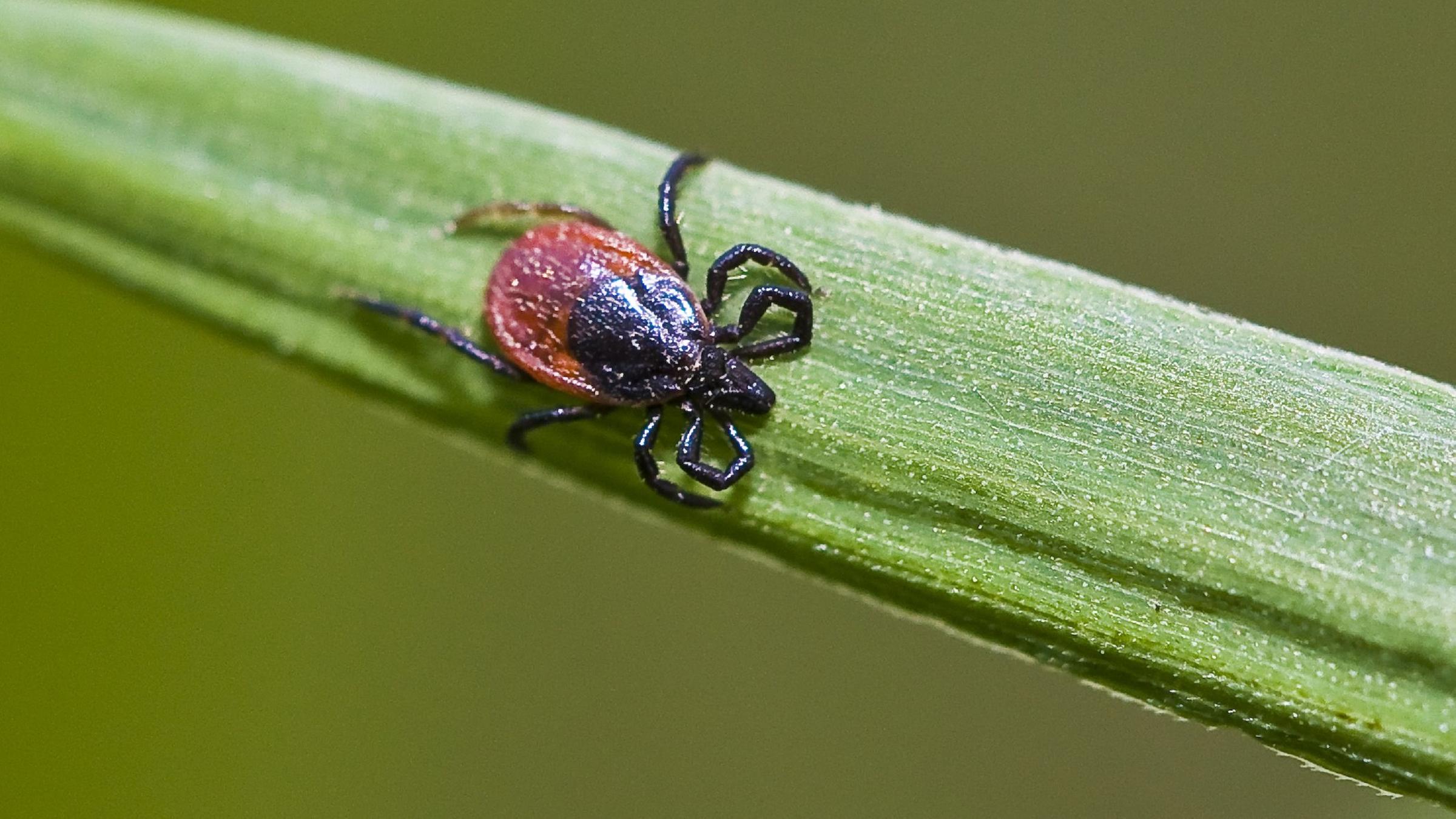 Zecke auf einem Grashalm, Archivbild