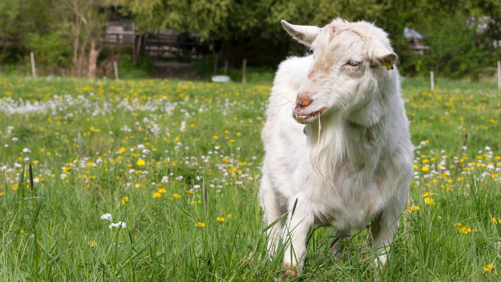 Eine Ziege steht auf einer grünen Wiese und frisst Gras. Sie ist umgeben von gelben und weißen Blümchen.