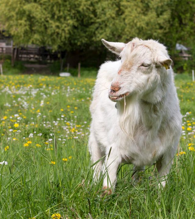 Eine Ziege steht auf einer grünen Wiese und frisst Gras. Sie ist umgeben von gelben und weißen Blümchen.