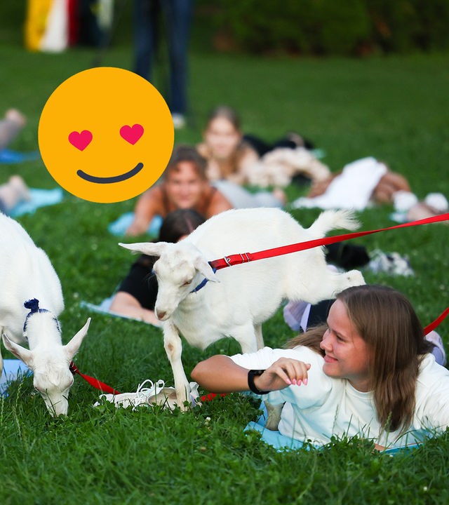 Ziegenyoga-Rekordversuch