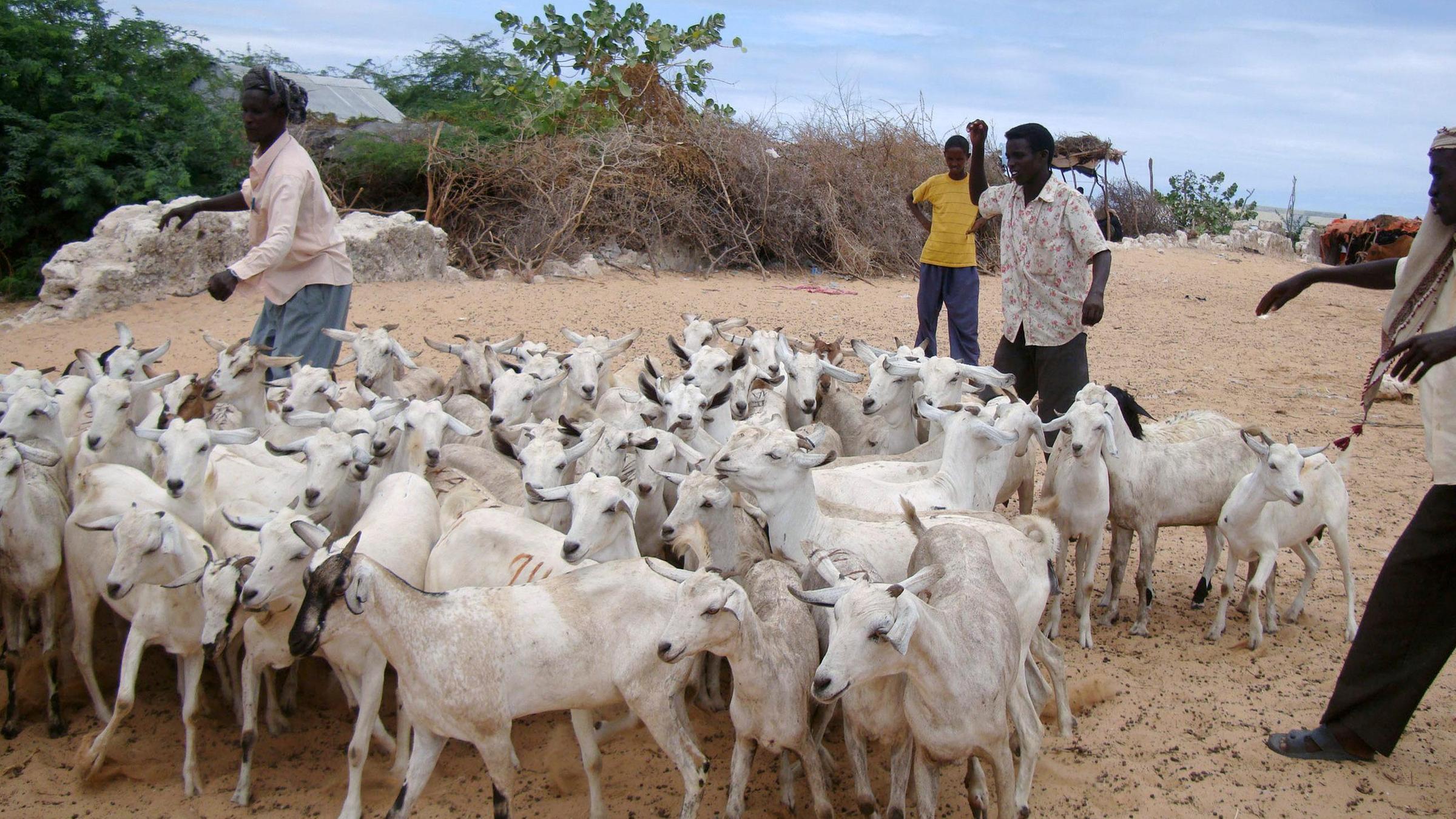 Ziegenherde in Somalia